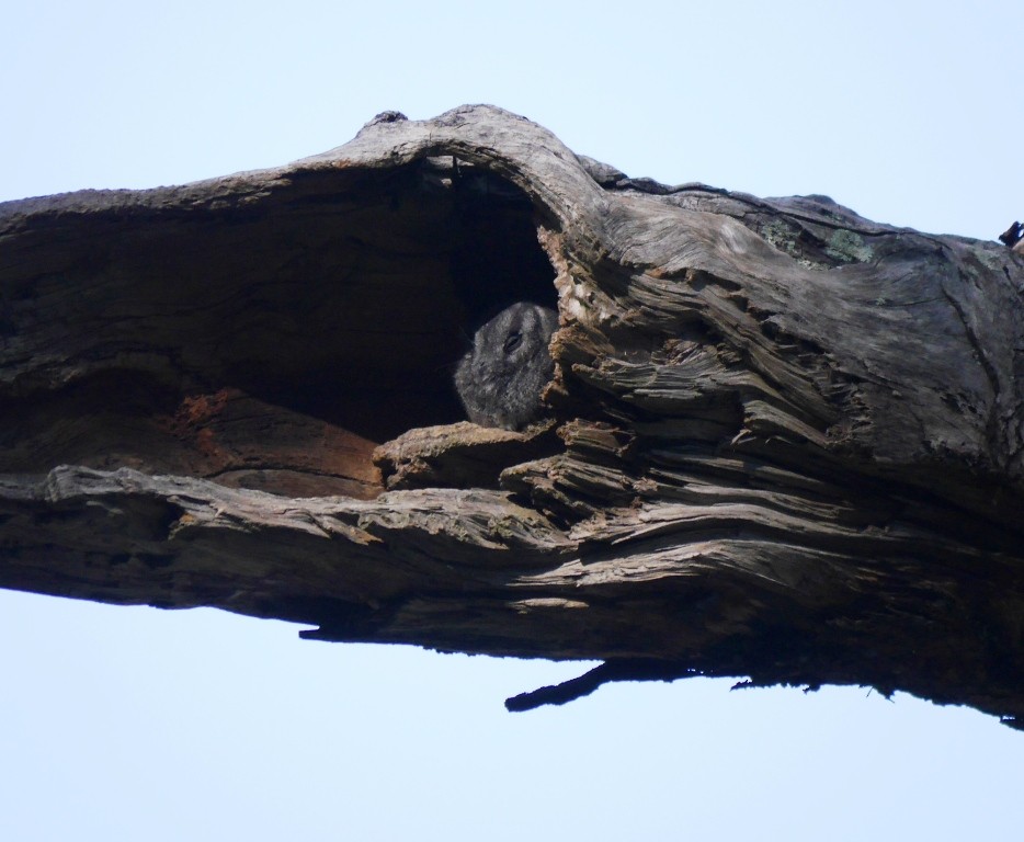 Australian Owlet-nightjar - ML30024381