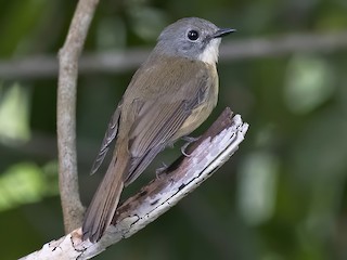  - Pale-chinned Blue Flycatcher