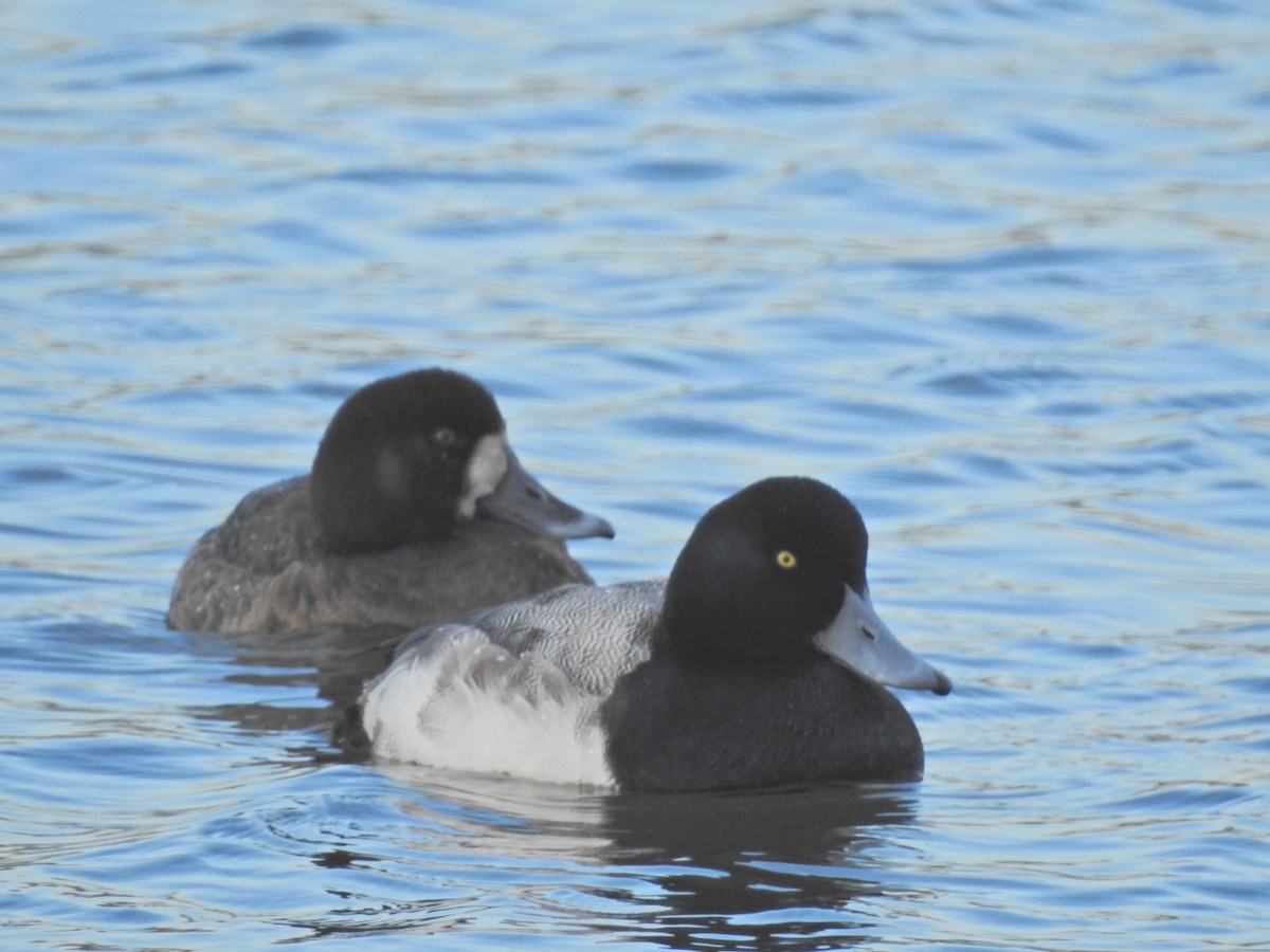 Greater Scaup - ML300249491
