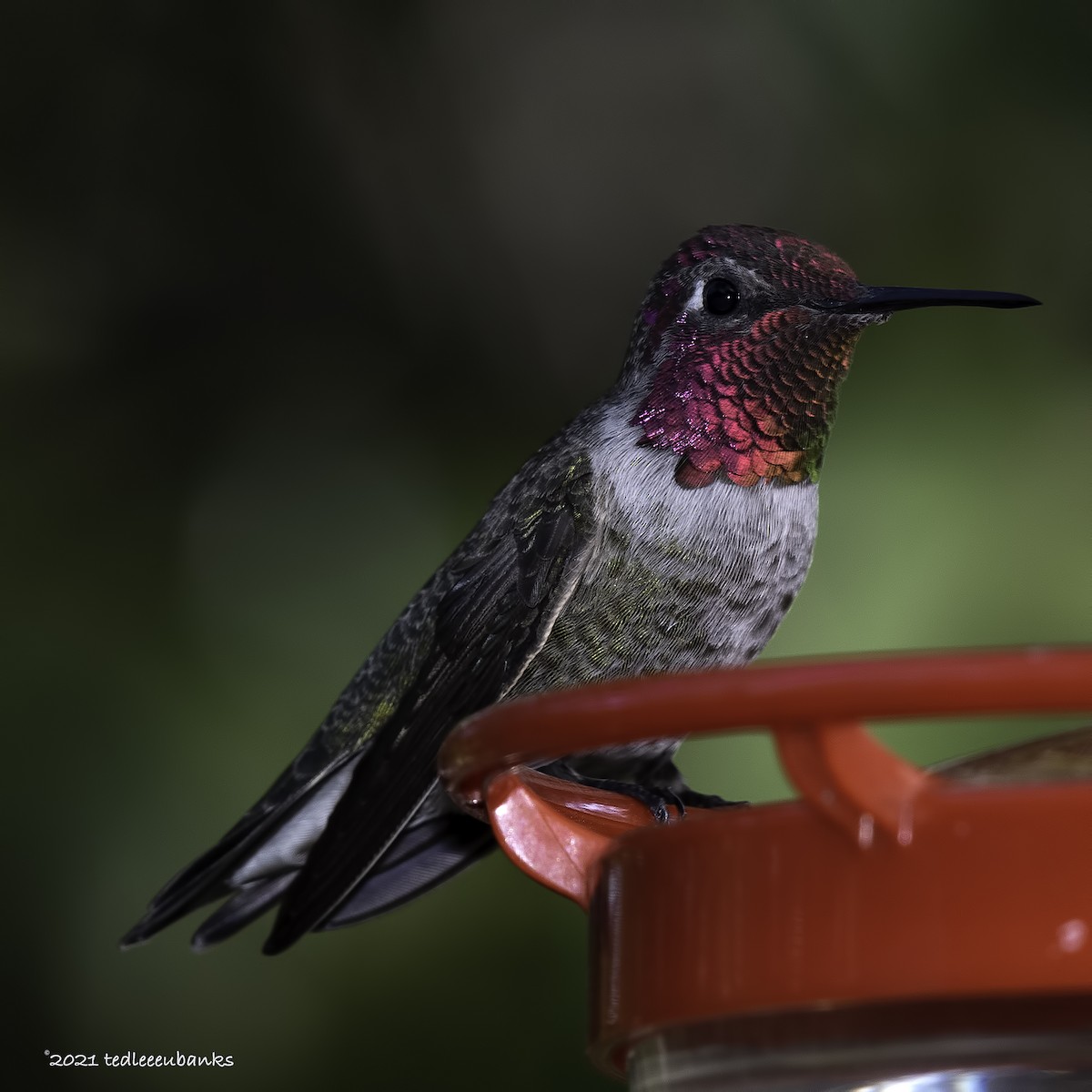 Anna's Hummingbird - Ted Eubanks