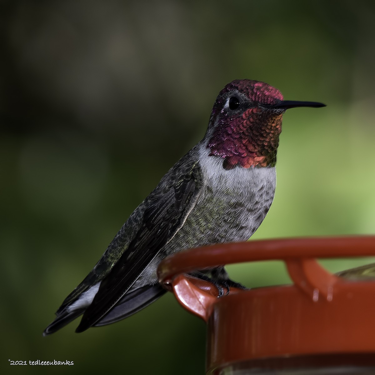 Anna's Hummingbird - ML300252671