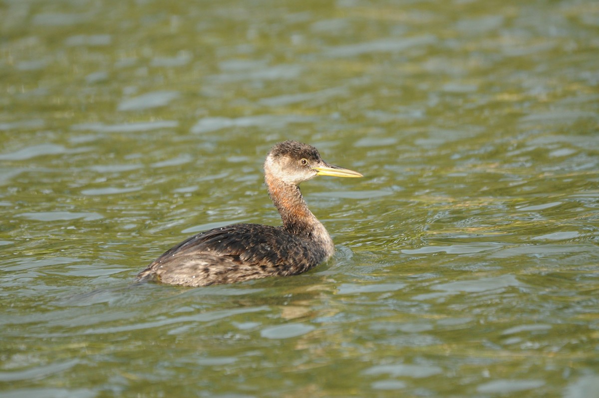 Red-necked Grebe - ML300260131