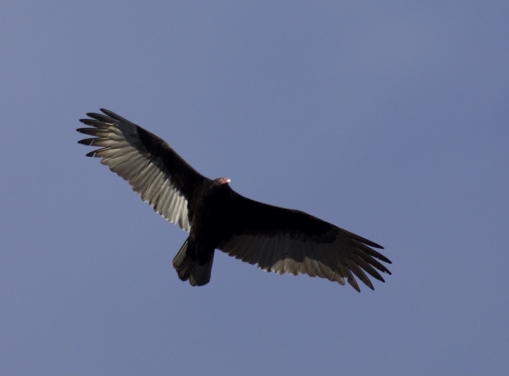 Turkey Vulture - ML300260871