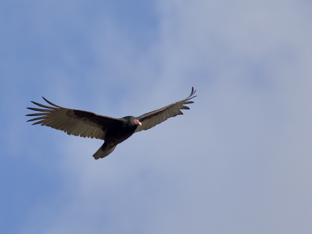 Turkey Vulture - ML300260921