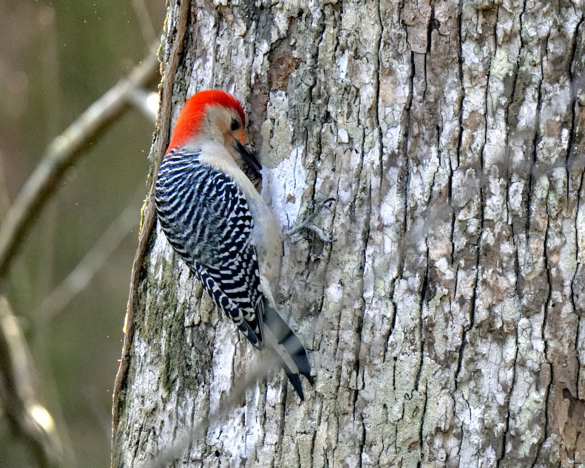 Red-bellied Woodpecker - ML300265711