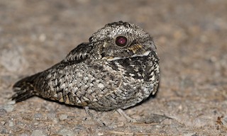  - Common Poorwill