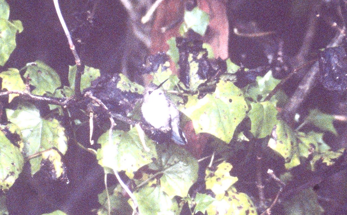 Costa's Hummingbird - ML300269761