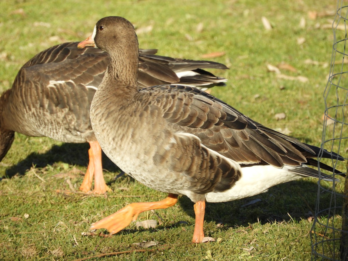 Greater White-fronted Goose - ML300270621