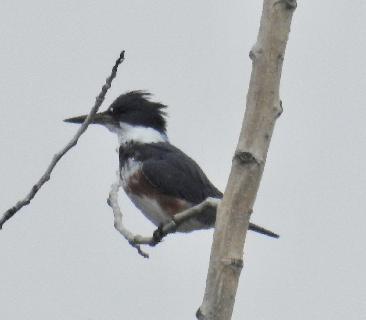Belted Kingfisher - Janet Phillips