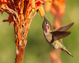Anna's Hummingbird, ML300282651