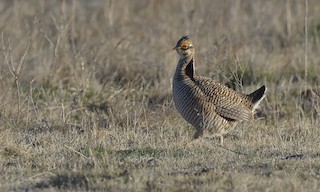  - Lesser Prairie-Chicken
