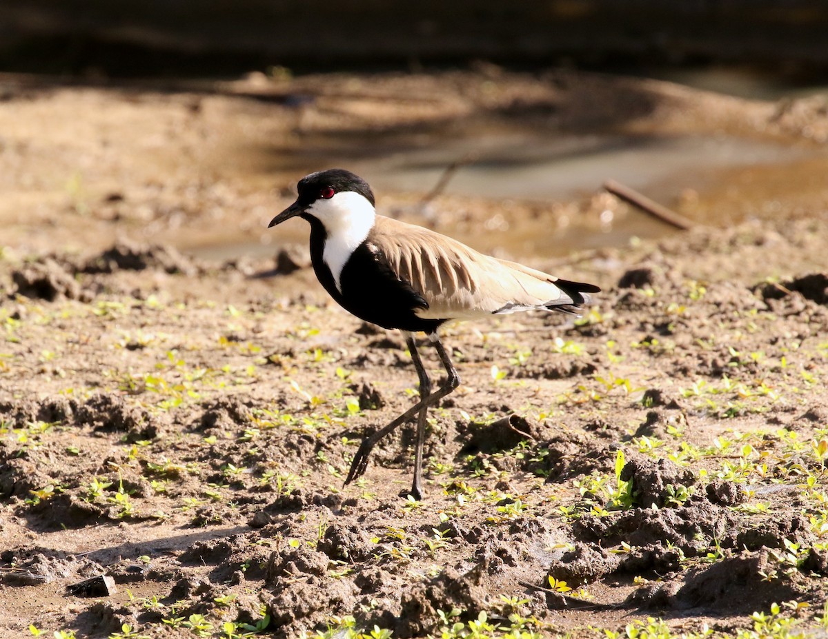 Spur-winged Lapwing - ML300284791