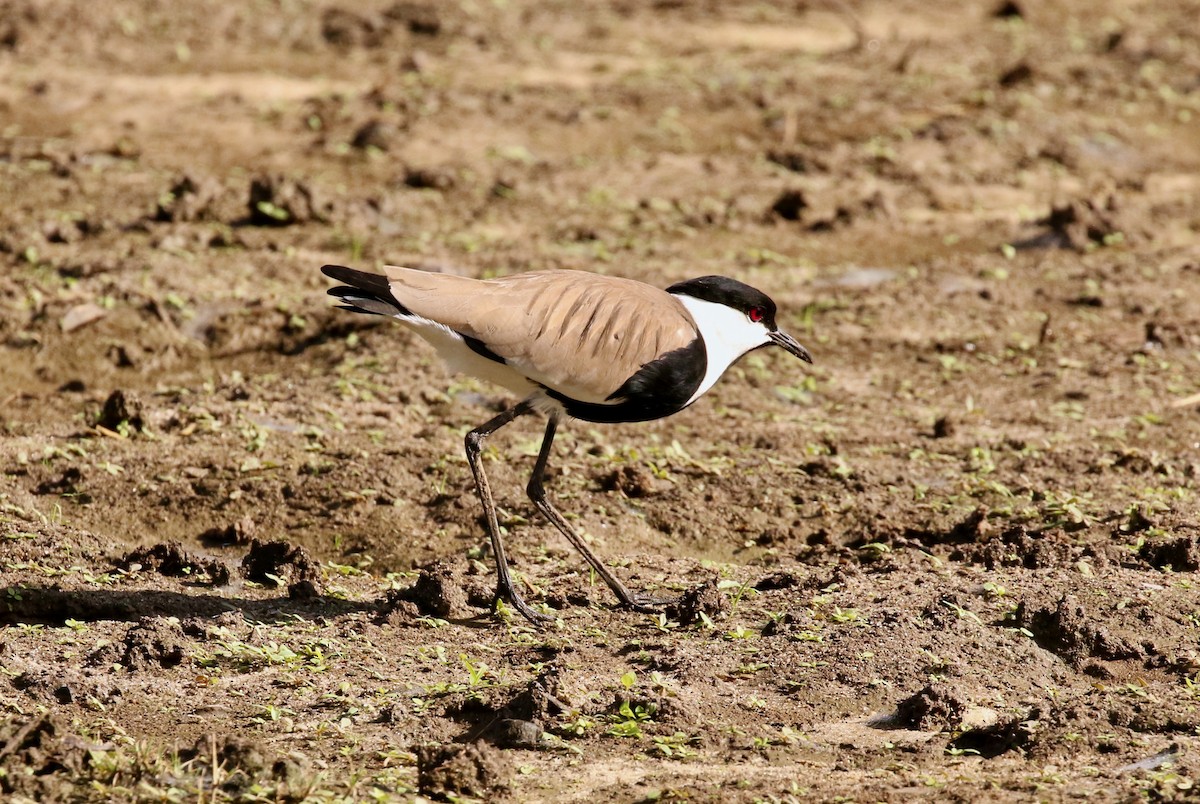 Spur-winged Lapwing - ML300284811