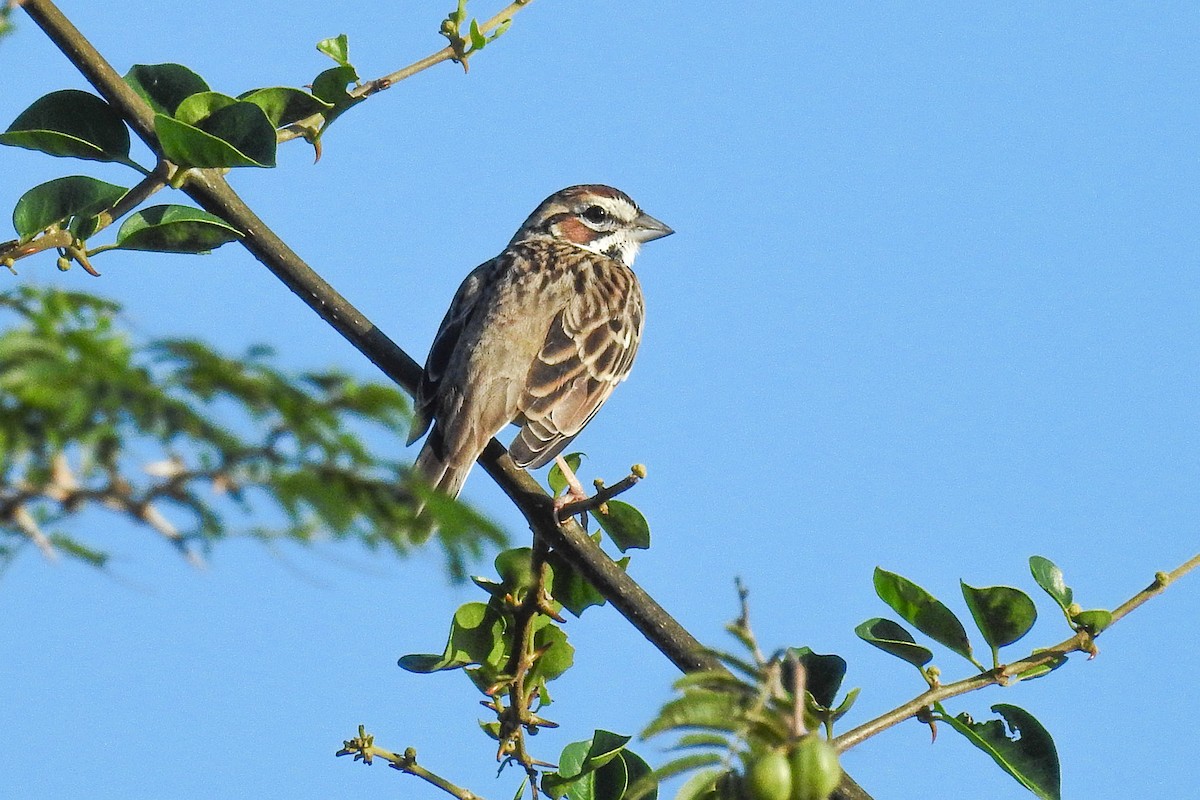 Lark Sparrow - ML300286171