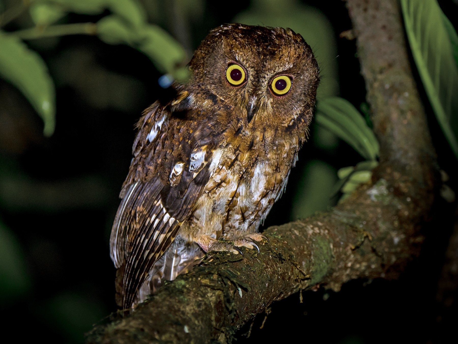 Madagascar Scops-Owl - Annelies Jacobs