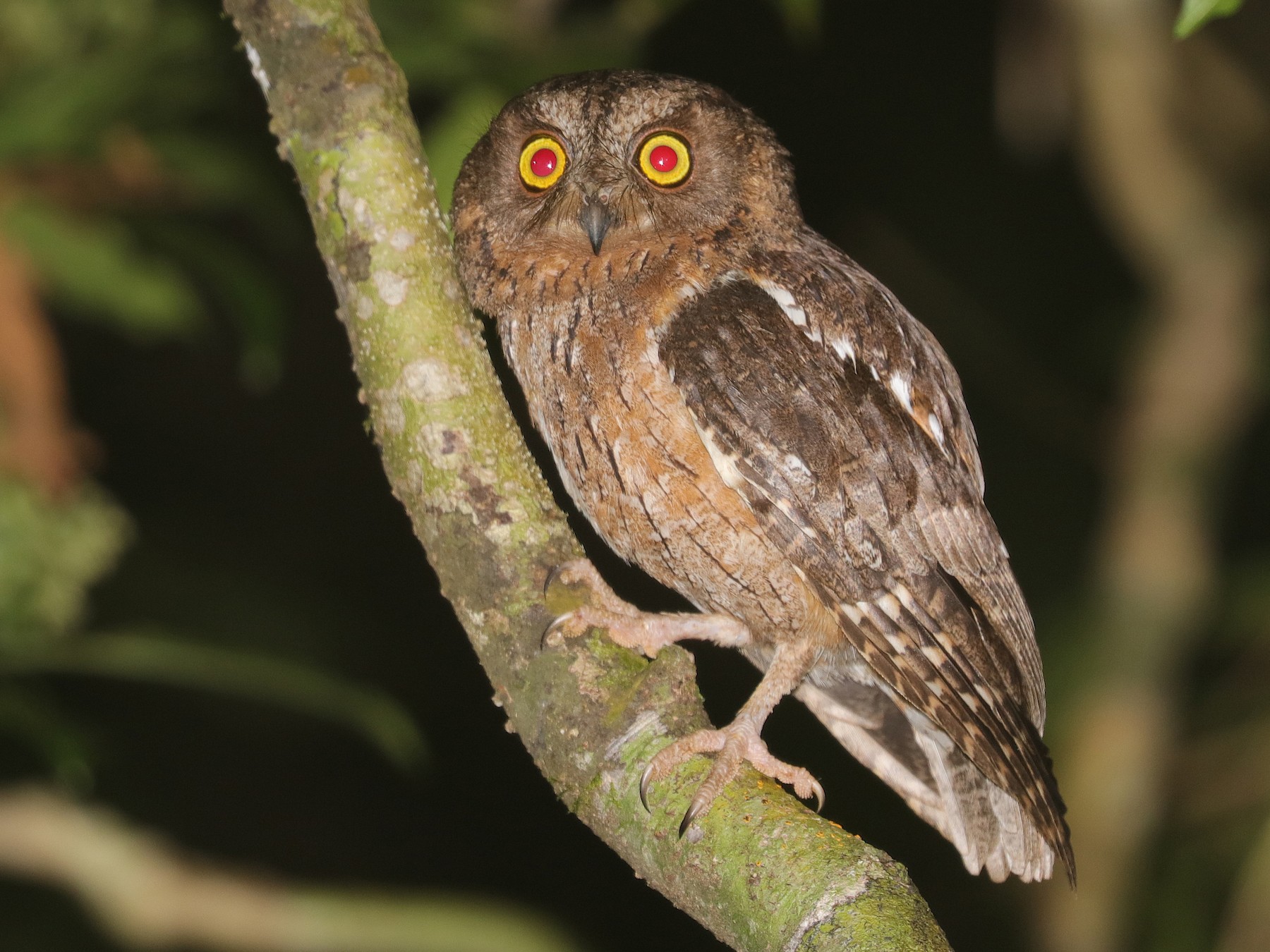 Madagascar Scops-Owl - Jonathan Slifkin