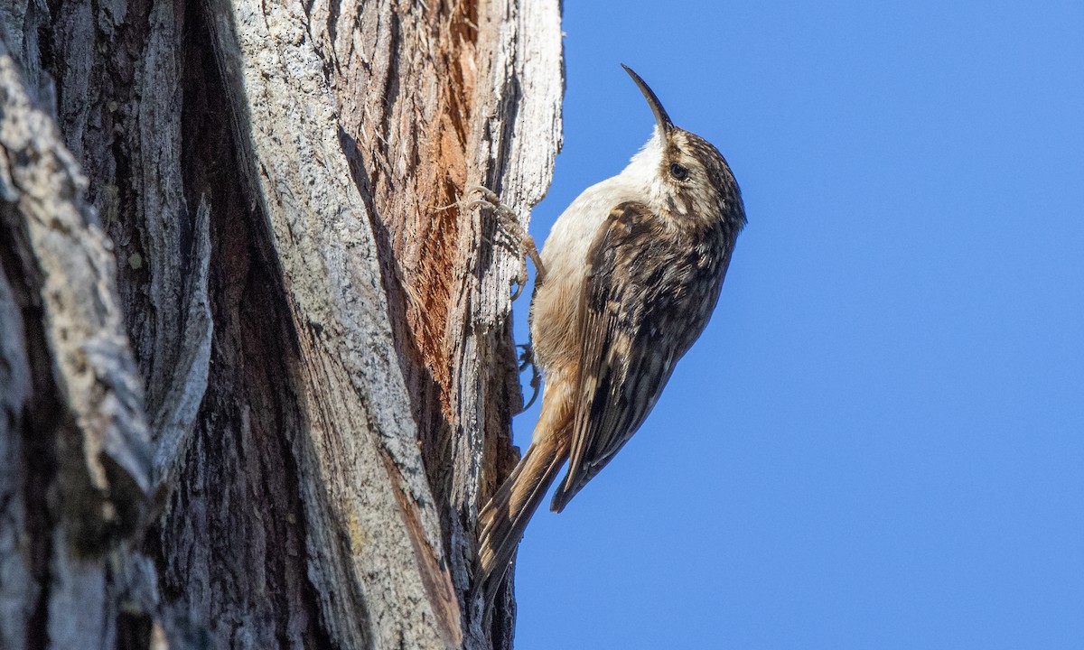 Brown Creeper (occidentalis Group) - ML300289491