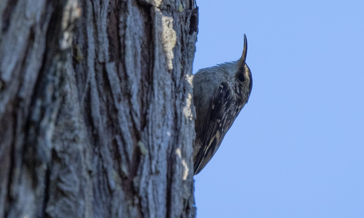 Brown Creeper (occidentalis Group) - ML300289511