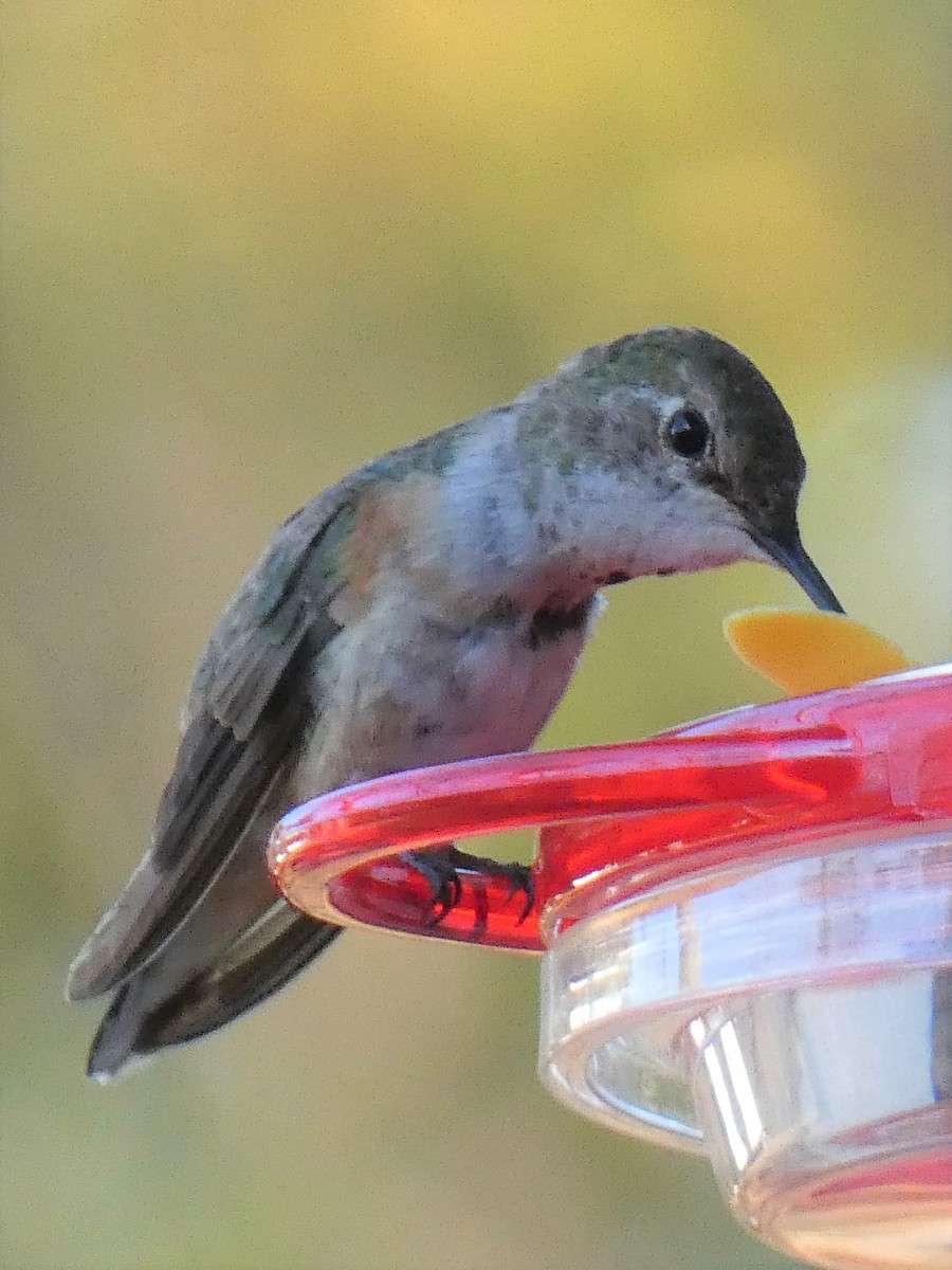 Rufous/Allen's Hummingbird - ML300290211