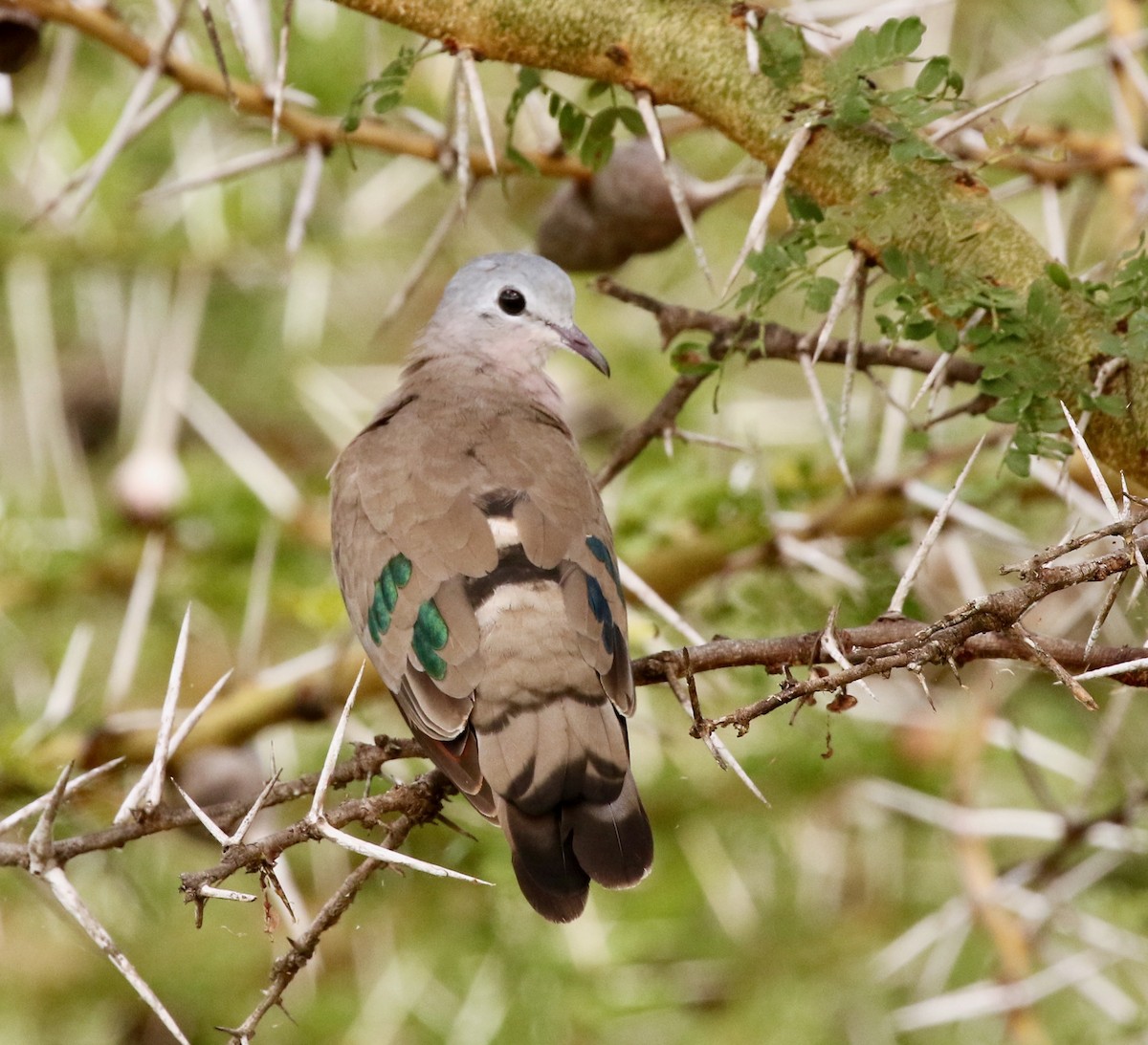 Emerald-spotted Wood-Dove - ML300292451