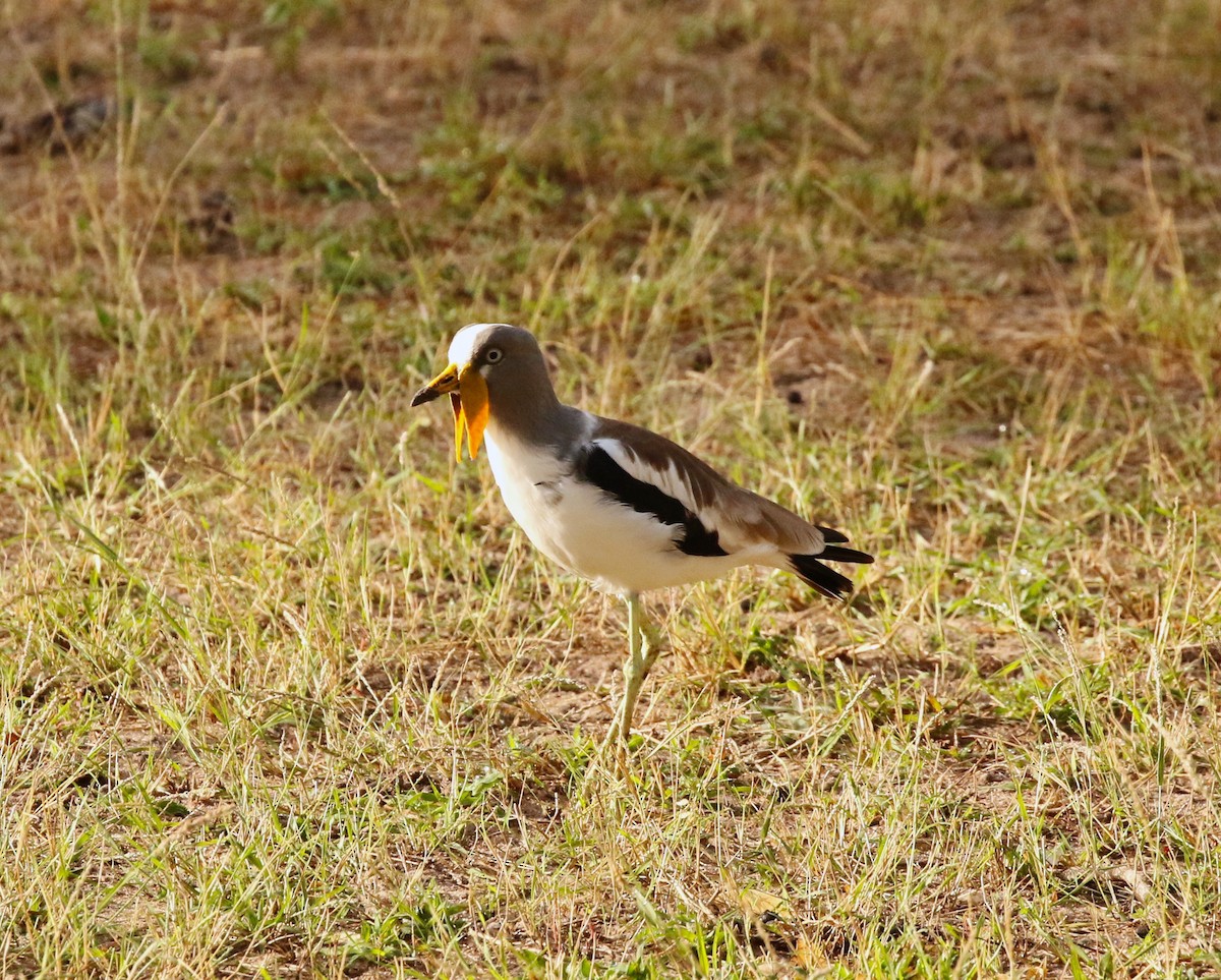 White-crowned Lapwing - Adam Dudley