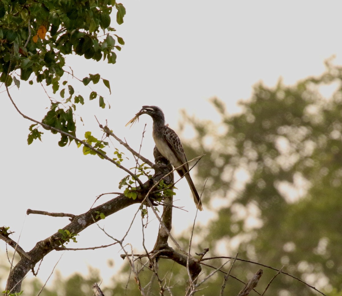 African Gray Hornbill - Adam Dudley