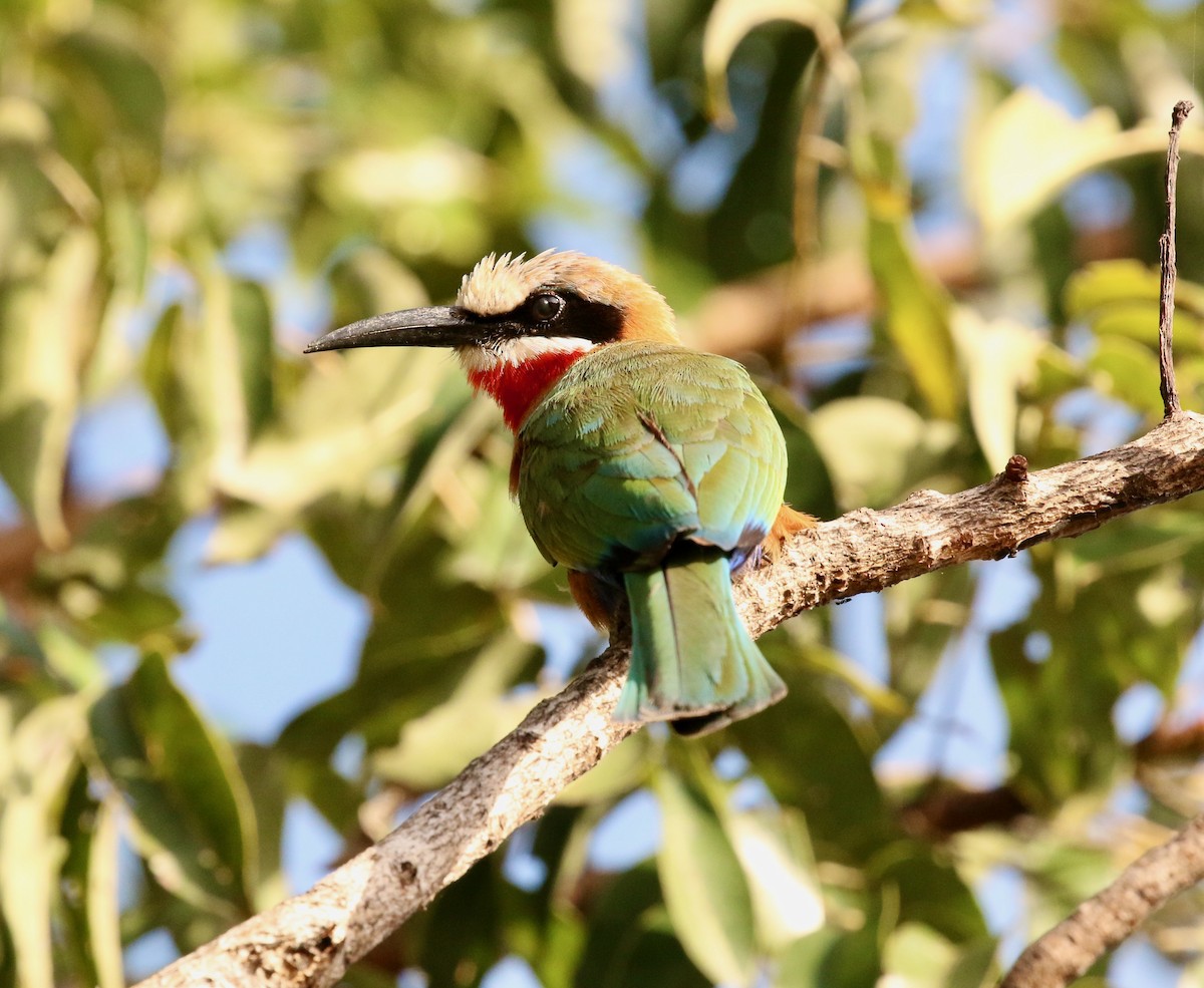 White-fronted Bee-eater - ML300293141
