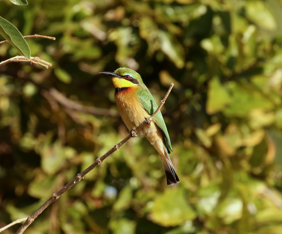 Little Bee-eater - Adam Dudley