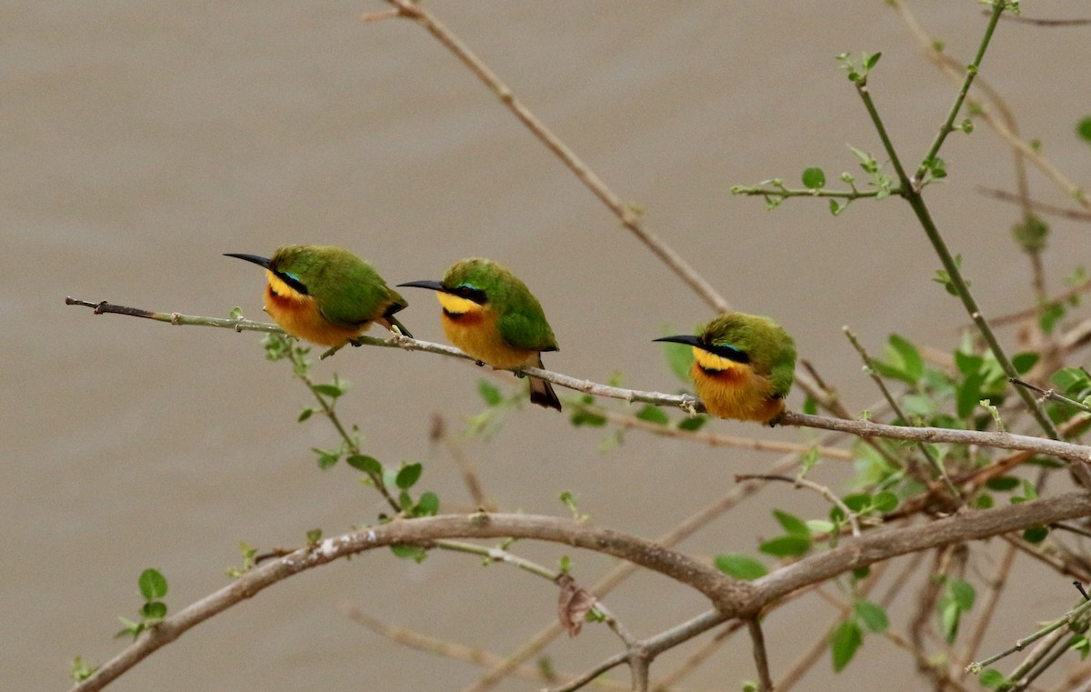 Little Bee-eater - ML300293341