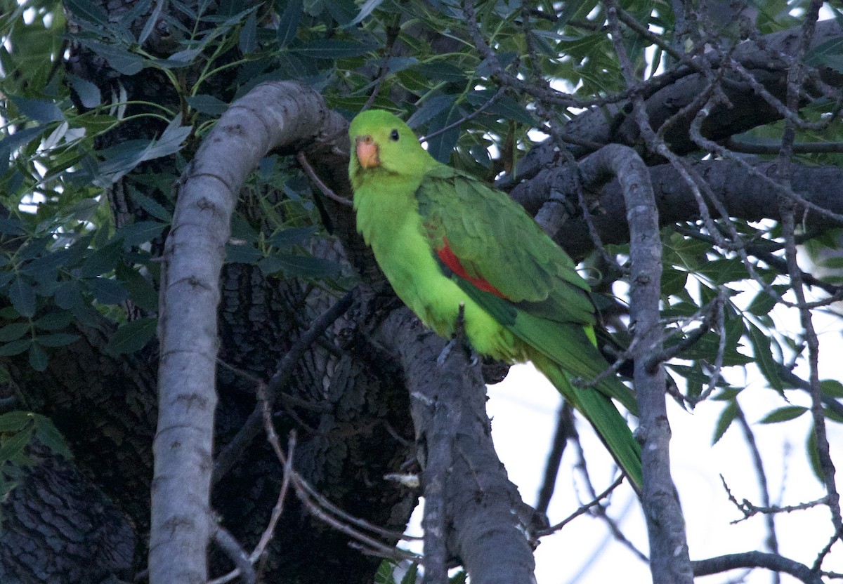 Red-winged Parrot - ML300297651