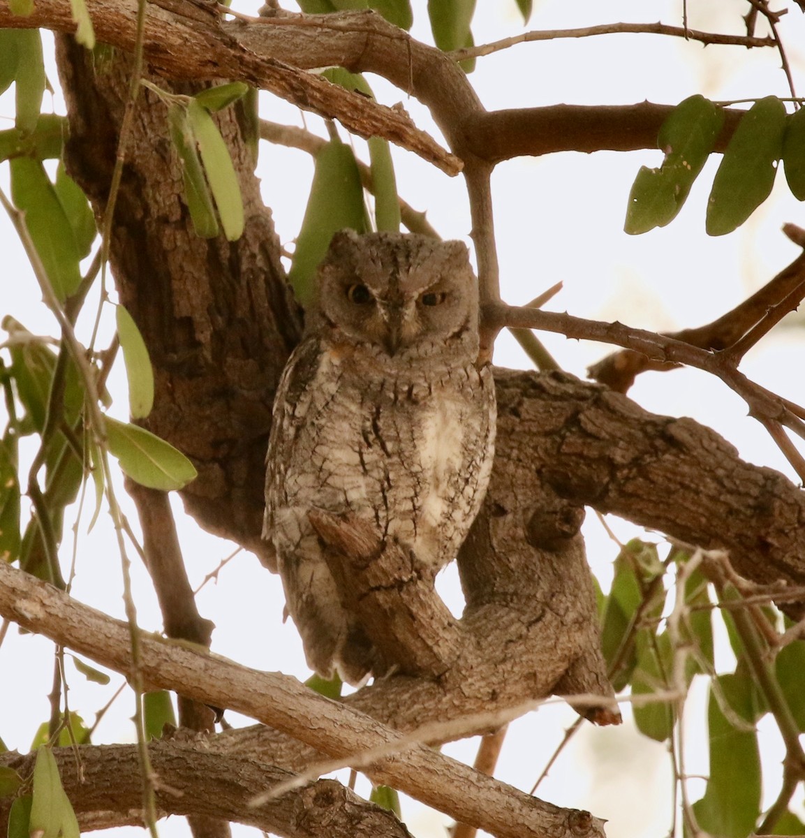 African Scops-Owl (African) - Adam Dudley