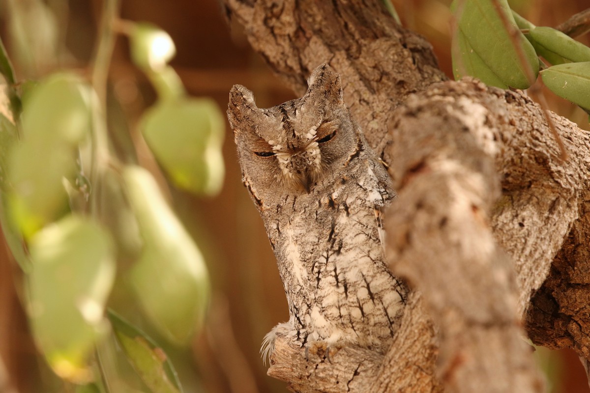 African Scops-Owl (African) - ML300307901