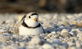 Piping Plover Charadrius Melodus Birds Of The World