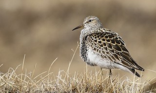  - Pectoral Sandpiper