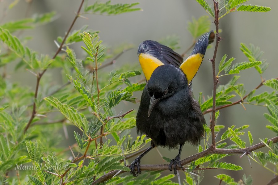 Yellow-shouldered Blackbird - Manuel Seda