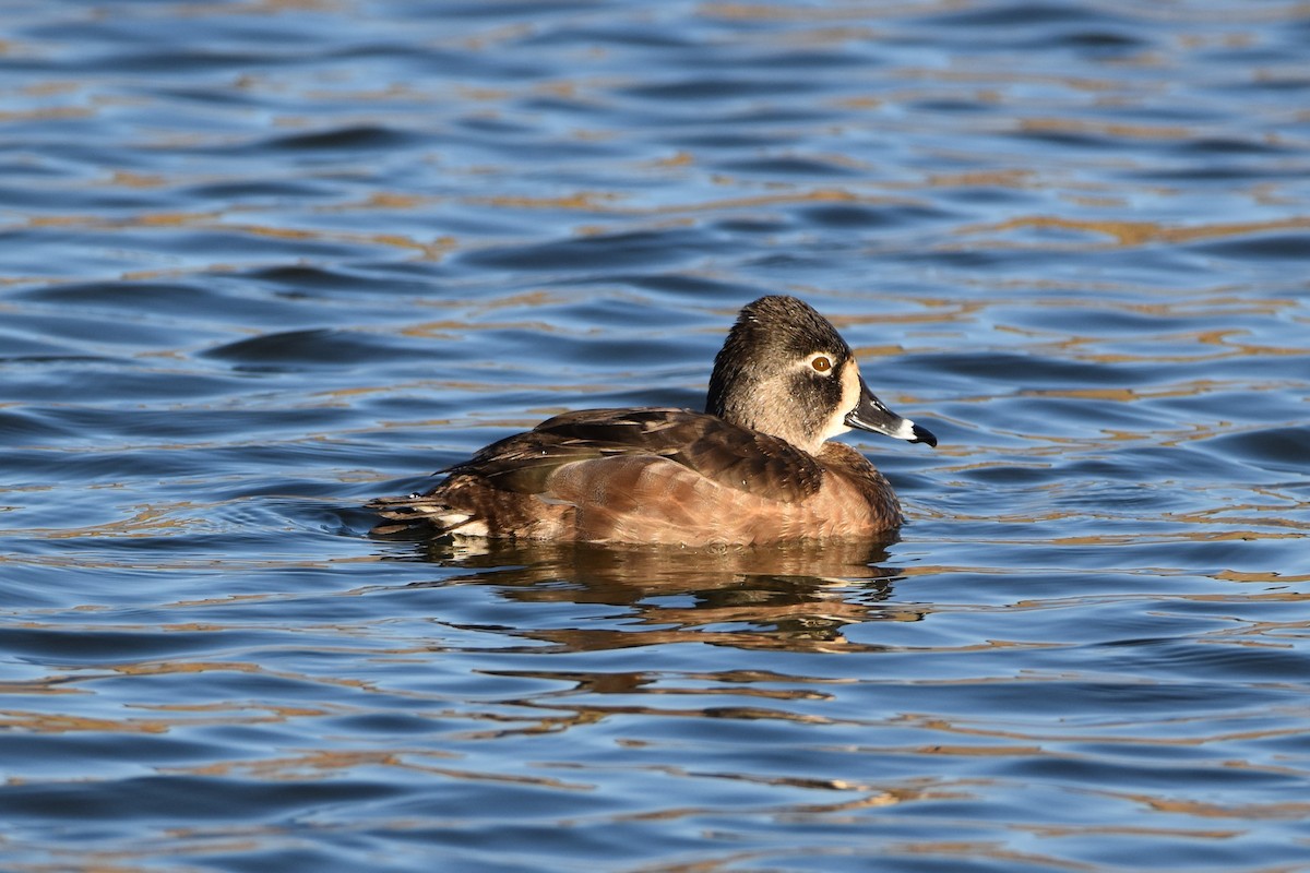 Ring-necked Duck - ML300316111
