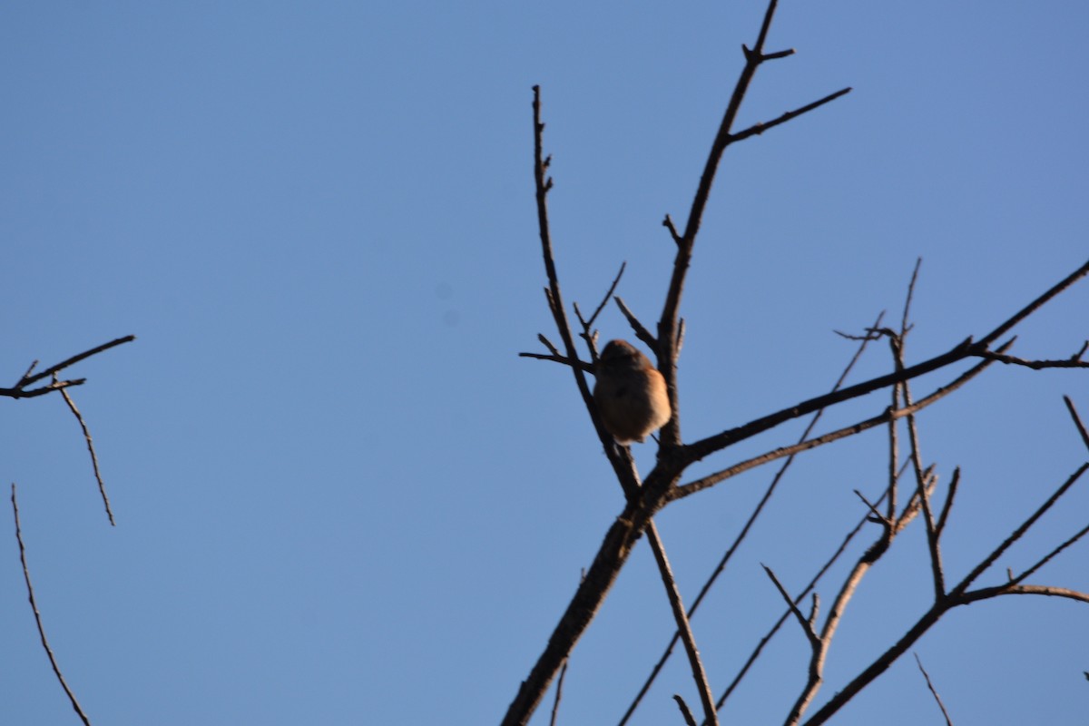 American Tree Sparrow - ML300316311