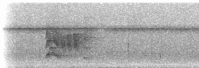 Turuncu Taçlı Manakin - ML300326
