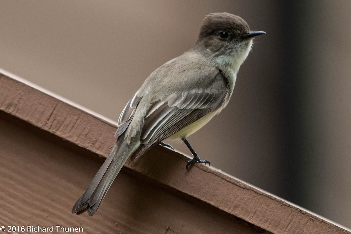 Great Crested Flycatcher - ML300327971