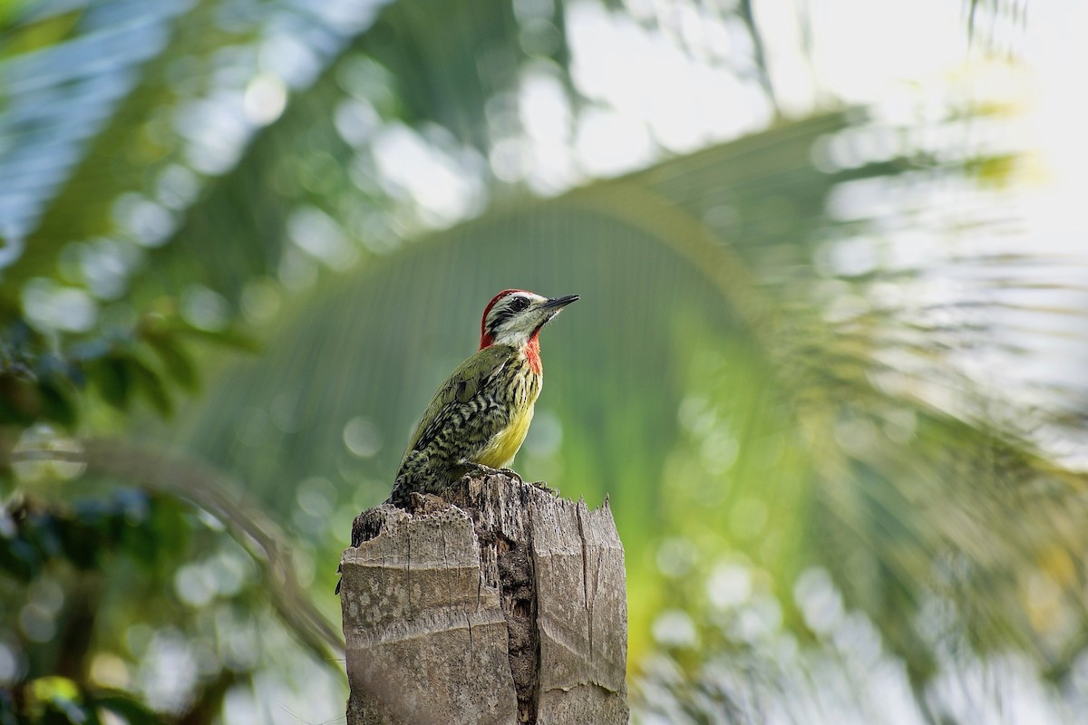 Cuban Green Woodpecker - ML300329061
