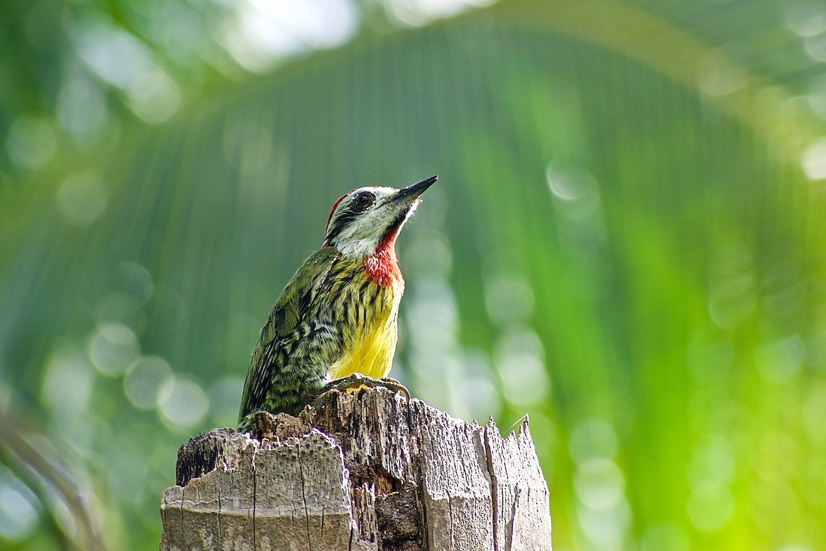 Cuban Green Woodpecker - ML300329351