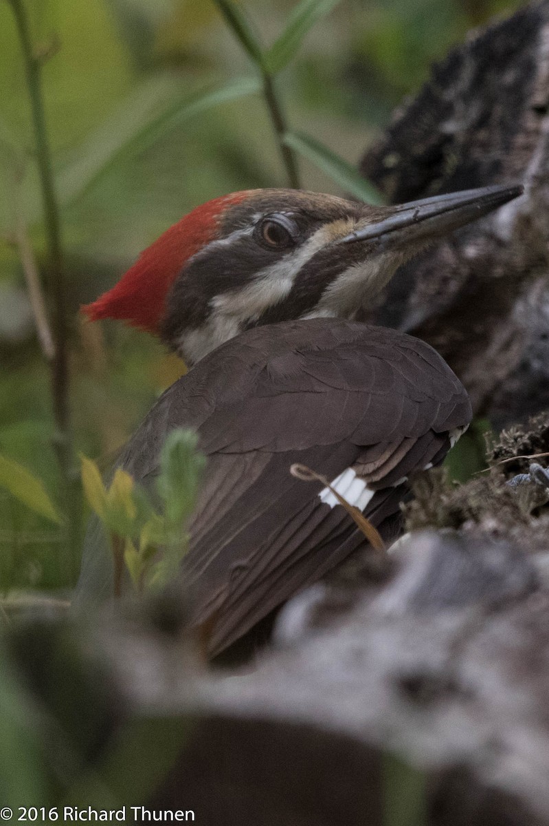 Pileated Woodpecker - Richard Thunen