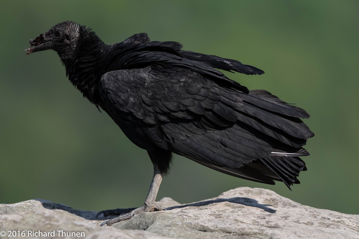 Black Vulture - Richard Thunen