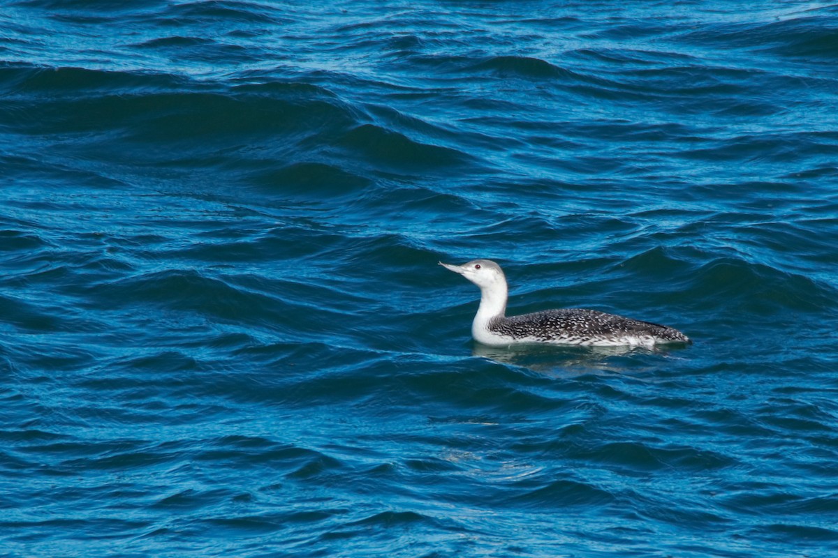 Red-throated Loon - ML300339681