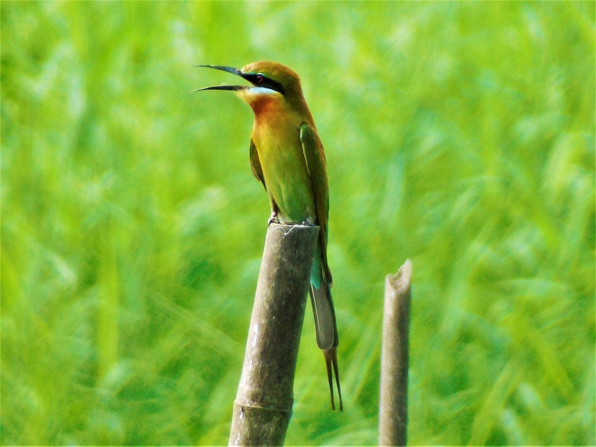 Blue-tailed Bee-eater - ML300341871