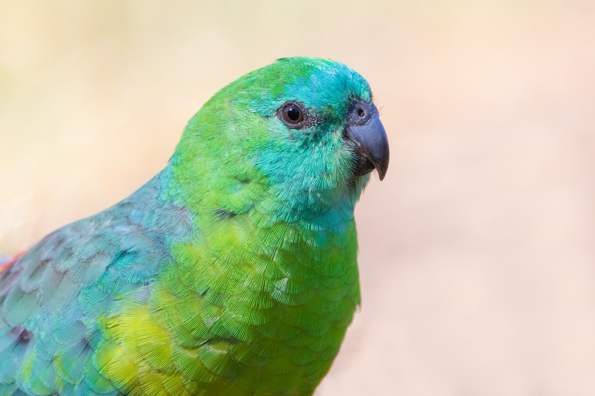 Red-rumped Parrot - ML300342571