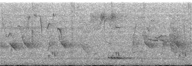langhaleskredderfugl - ML300346111
