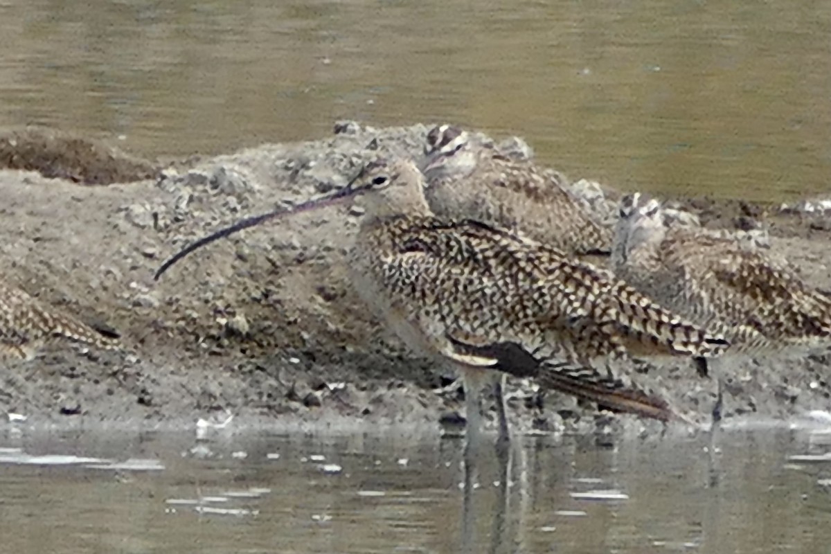 Long-billed Curlew - ML300347621