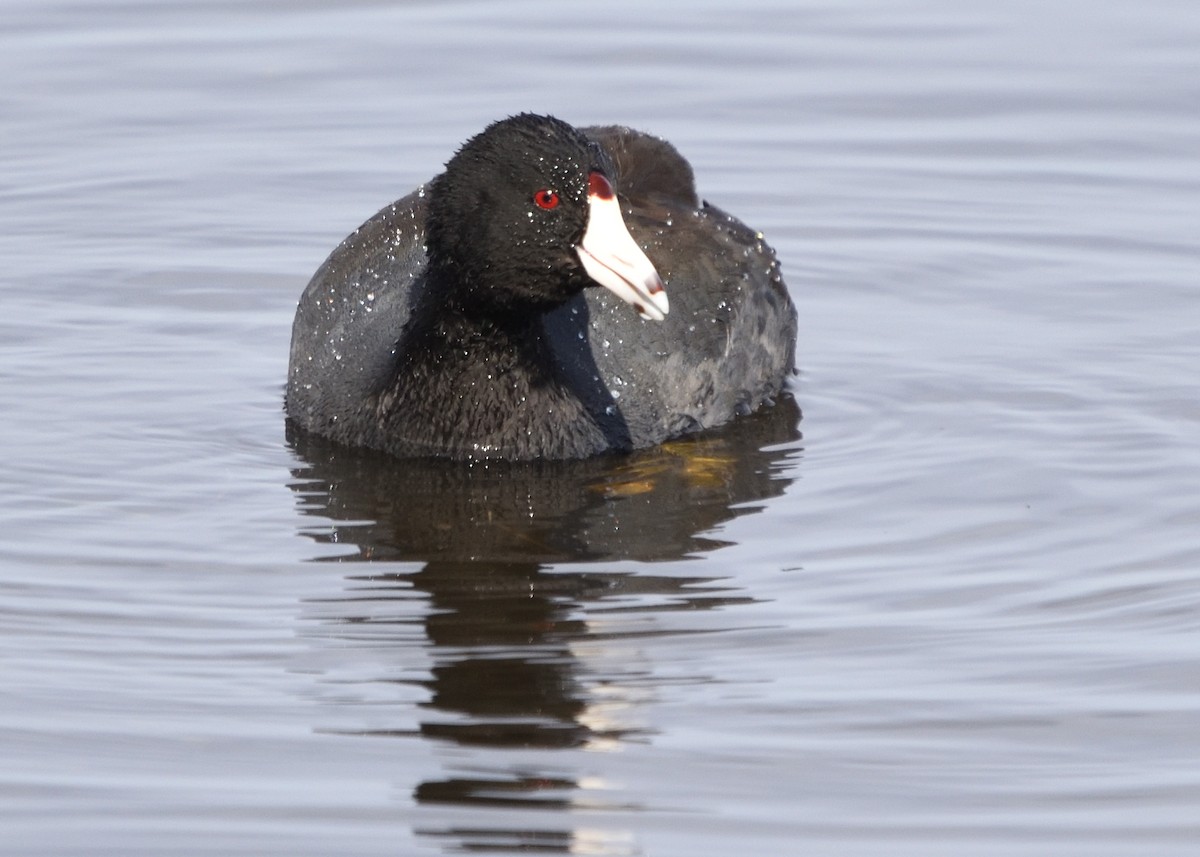 American Coot (Red-shielded) - ML300349981