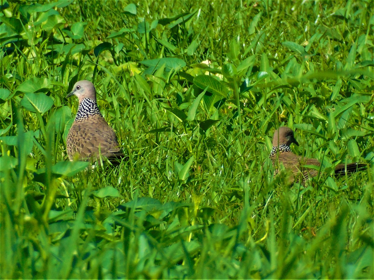 Spotted Dove - ML300351211